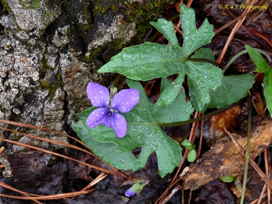 {Viola palmata}
